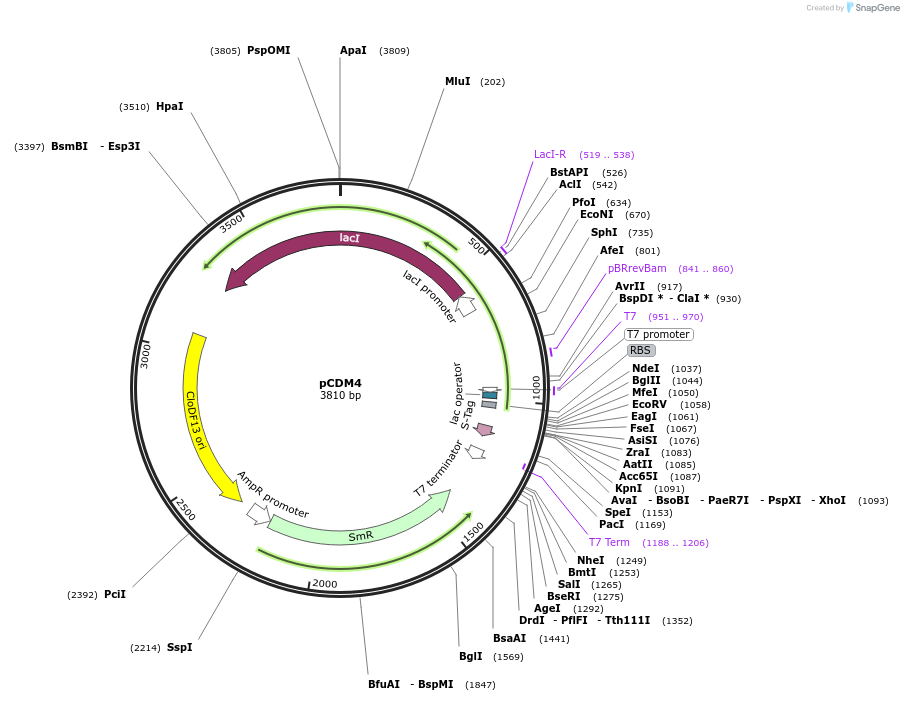 49796-plasmid-map-sequence-id-74298