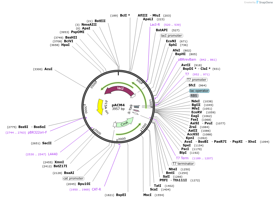 49797-plasmid-map-sequence-id-74299