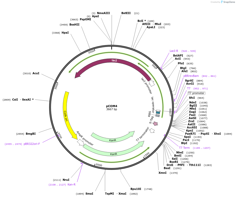 49798-plasmid-map-sequence-id-74300