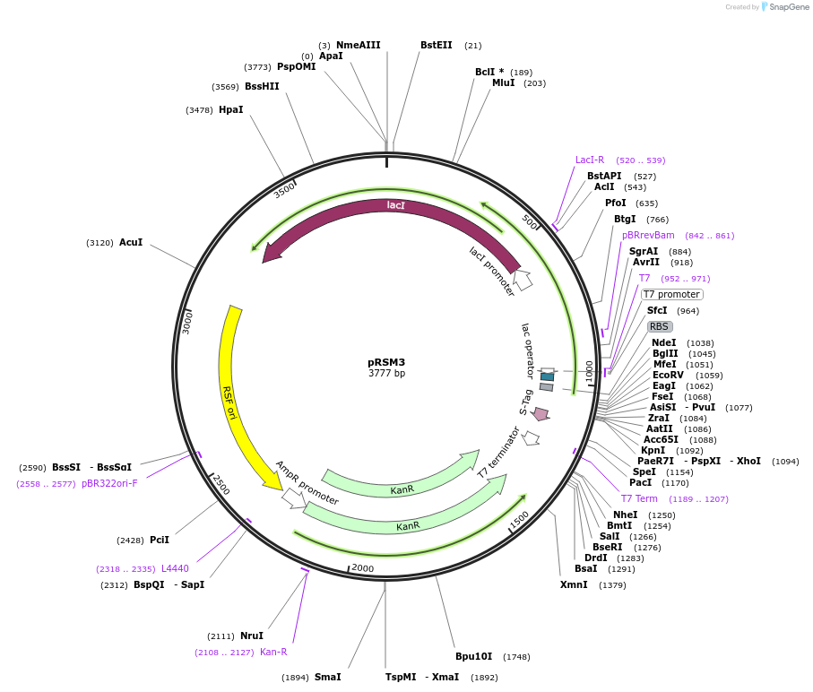 49799-plasmid-map-sequence-id-74301