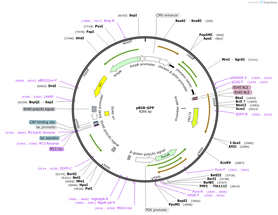 49807-plasmid-map-sequence-id-74303