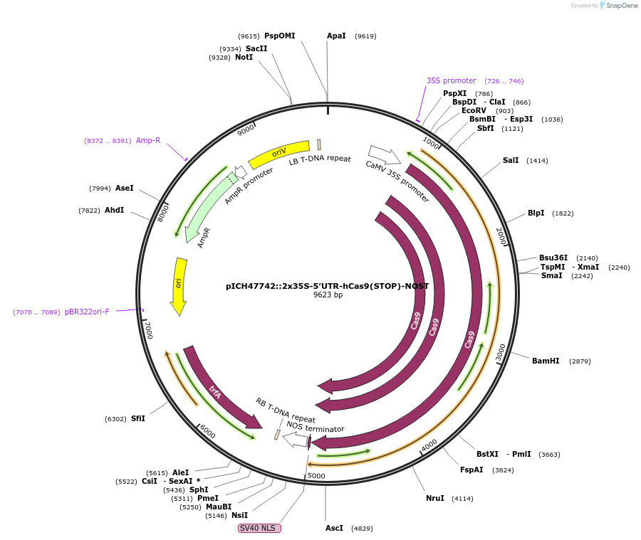 49771-plasmid-map-sequence-id-74308