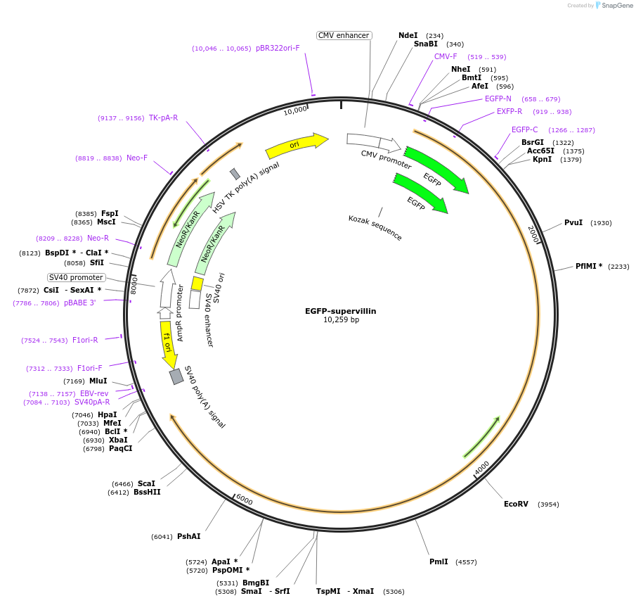 13040-plasmid-map-sequence-id-7431