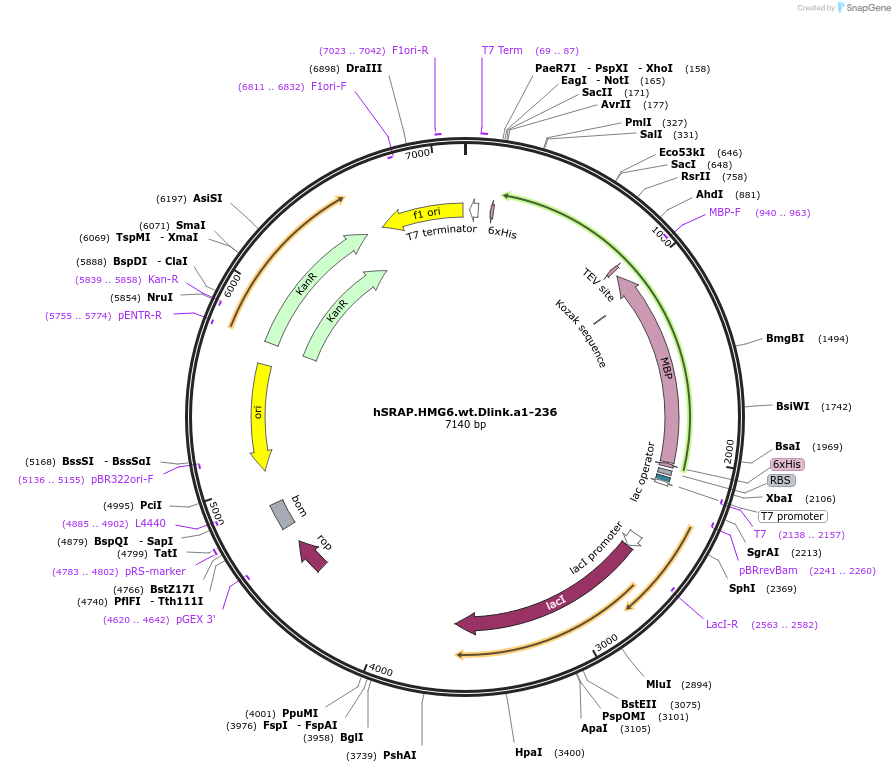 49813-plasmid-map-sequence-id-74331
