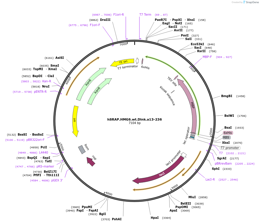 49814-plasmid-map-sequence-id-74334