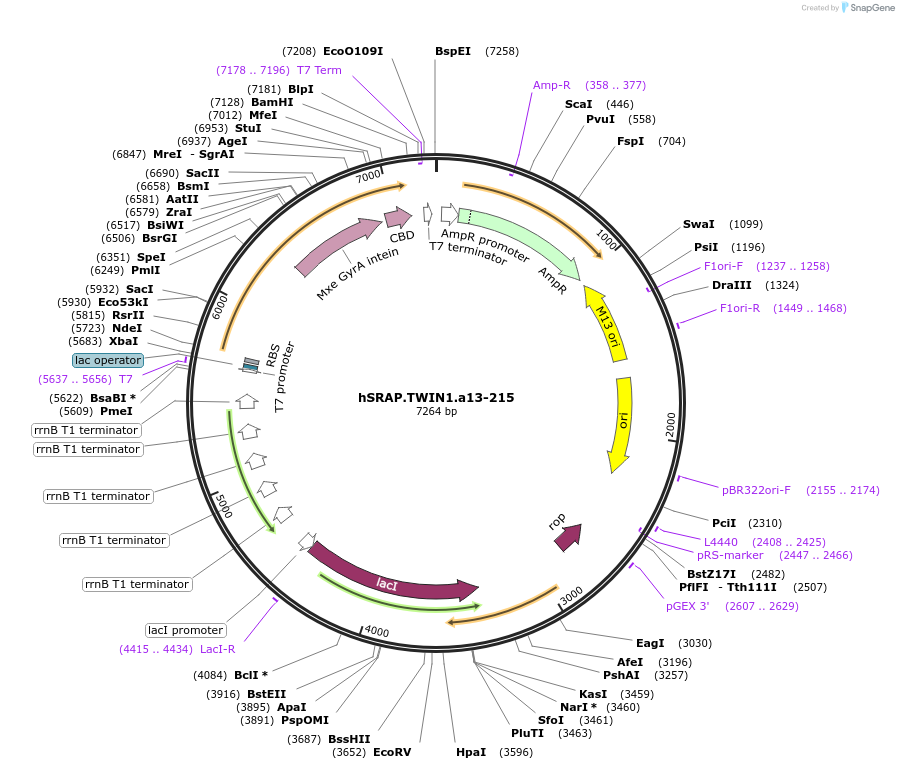 49817-plasmid-map-sequence-id-74338