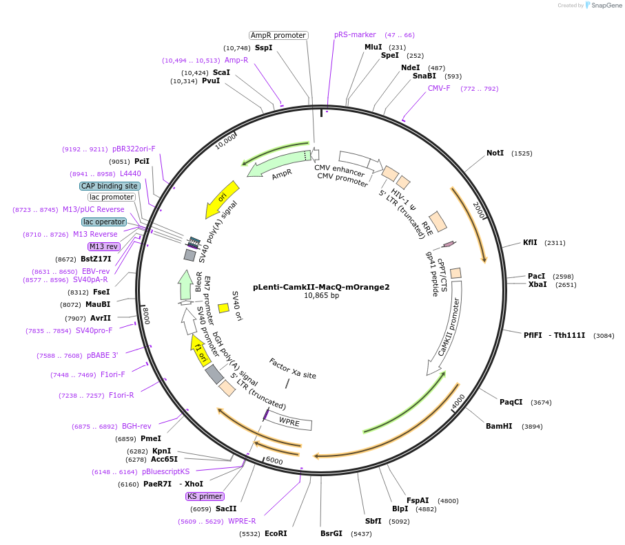 48761-plasmid-map-sequence-id-74340