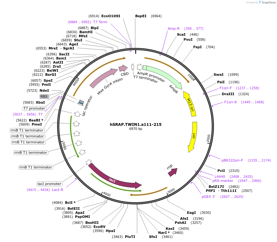 49820-plasmid-map-sequence-id-74342
