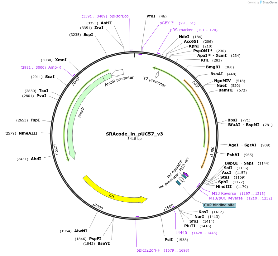 49822-plasmid-map-sequence-id-74344