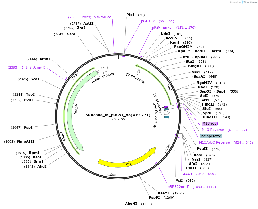 49823-plasmid-map-sequence-id-74345