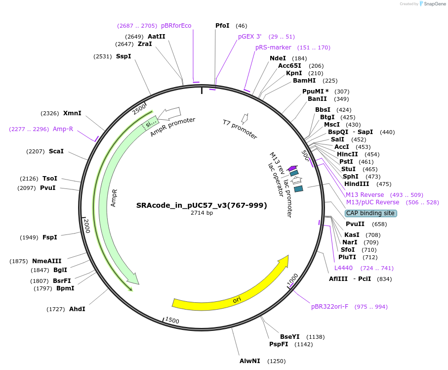49825-plasmid-map-sequence-id-74347