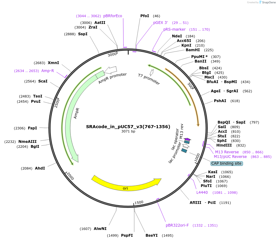 49826-plasmid-map-sequence-id-74348