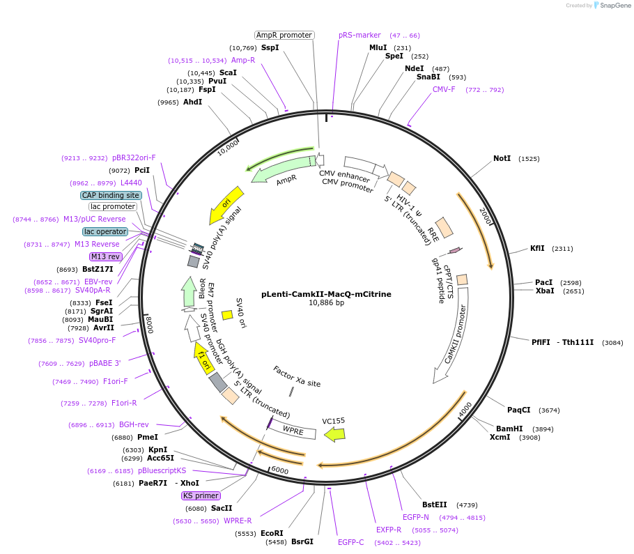48762-plasmid-map-sequence-id-74349