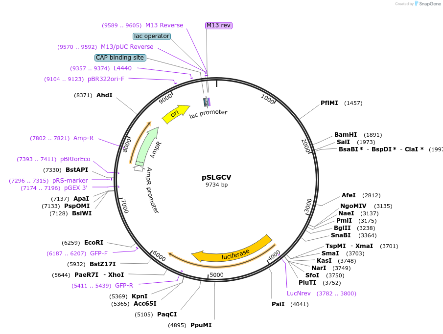 49862-plasmid-map-sequence-id-74359