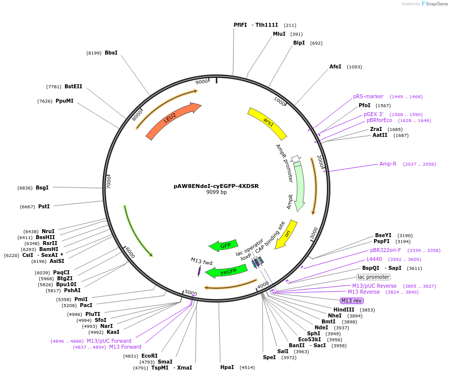 49864-plasmid-map-sequence-id-74362