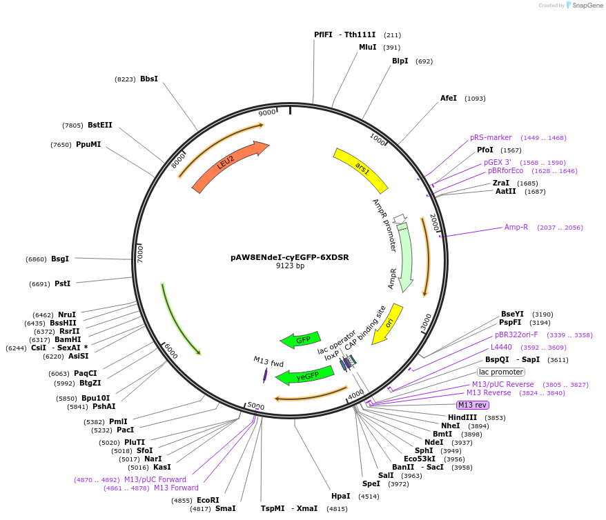 49865-plasmid-map-sequence-id-74363