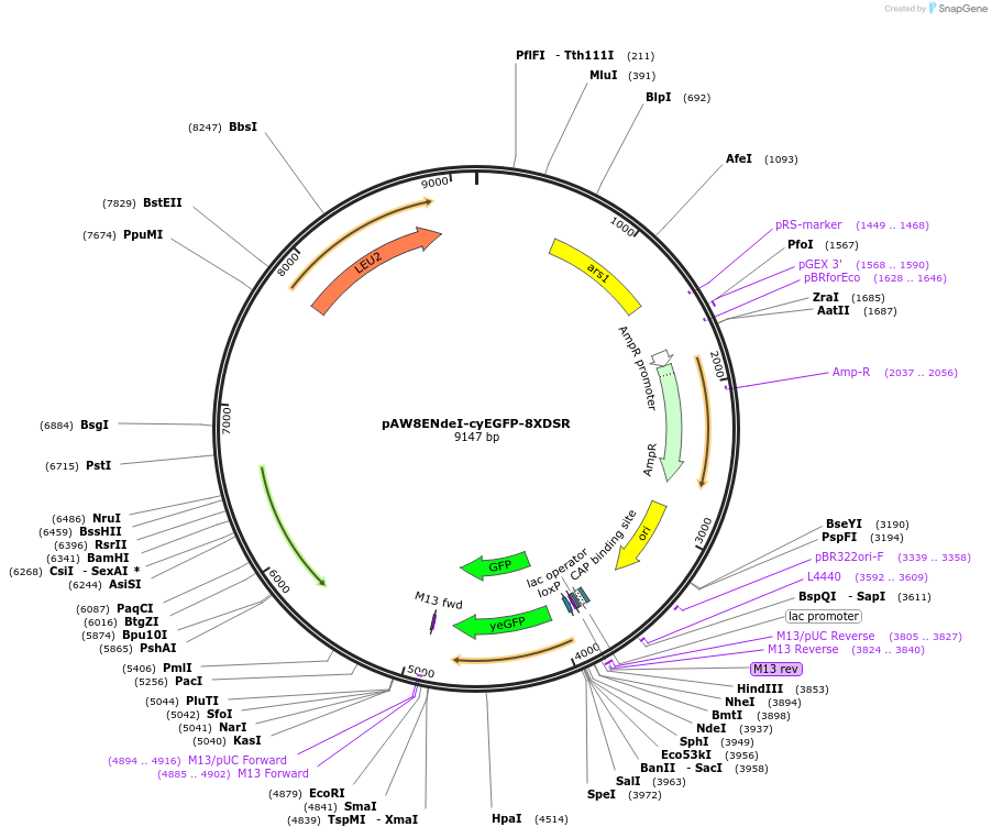 49866-plasmid-map-sequence-id-74364