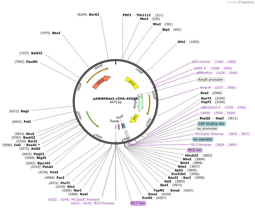 49869-plasmid-map-sequence-id-74367