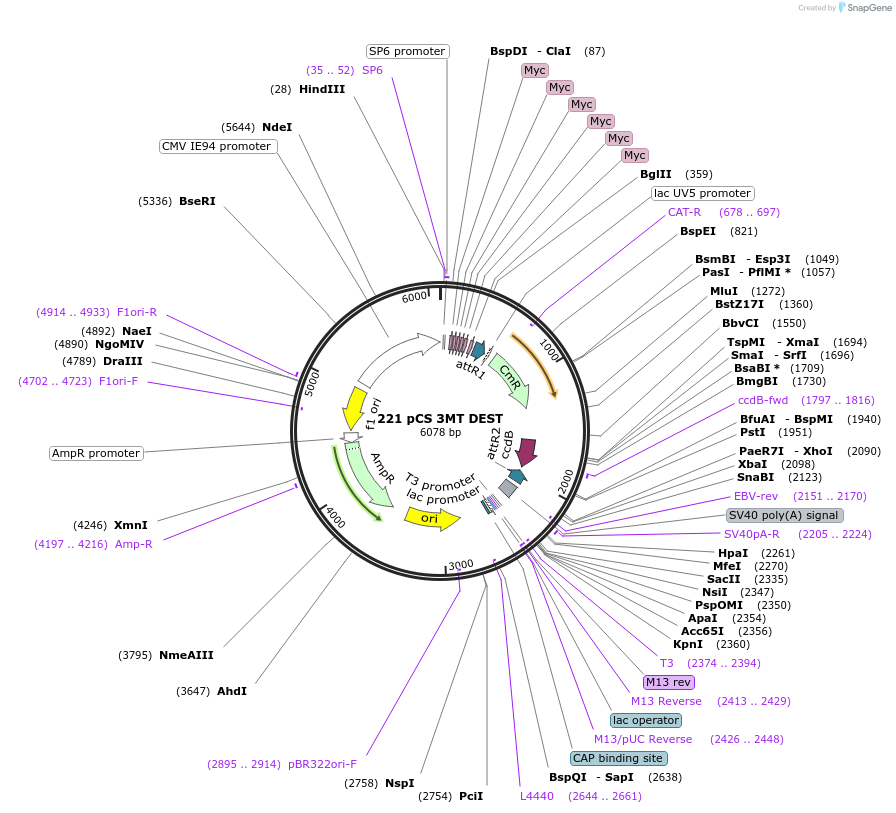 13070-plasmid-map-sequence-id-7440