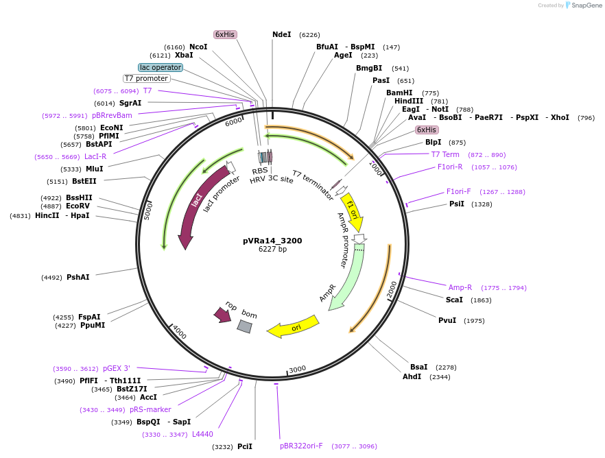 49666-plasmid-map-sequence-id-74439