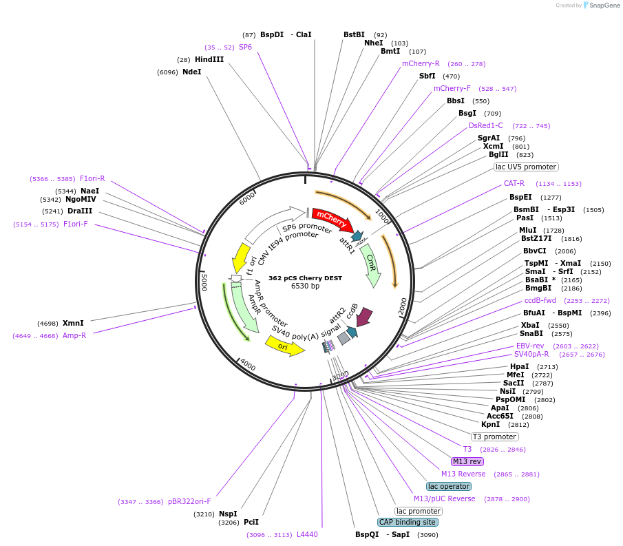 13075-plasmid-map-sequence-id-7445