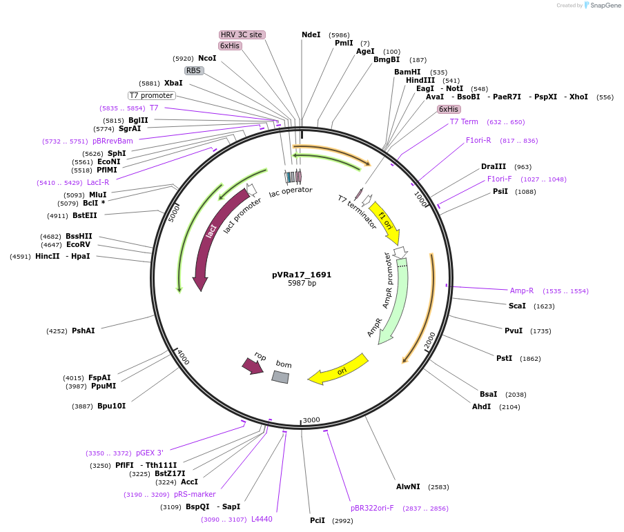 49672-plasmid-map-sequence-id-74450