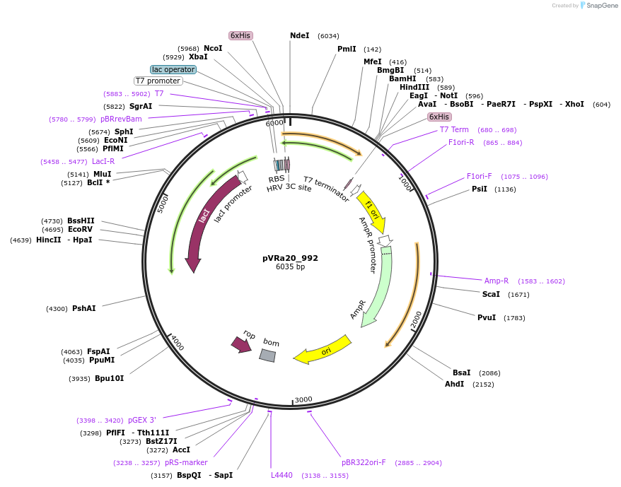 49673-plasmid-map-sequence-id-74451