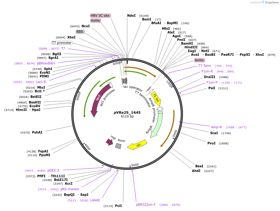 49678-plasmid-map-sequence-id-74456