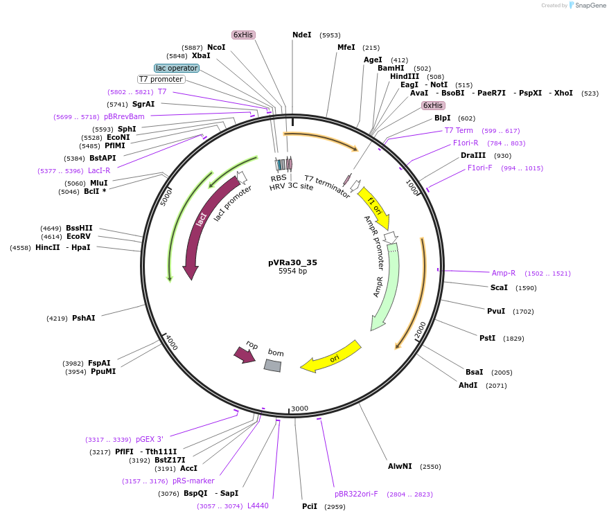 49685-plasmid-map-sequence-id-74468
