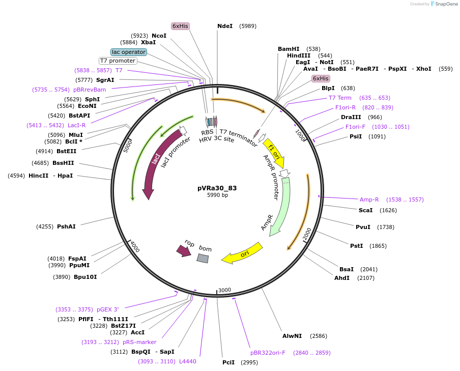 49686-plasmid-map-sequence-id-74469