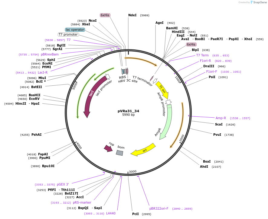 49687-plasmid-map-sequence-id-74471