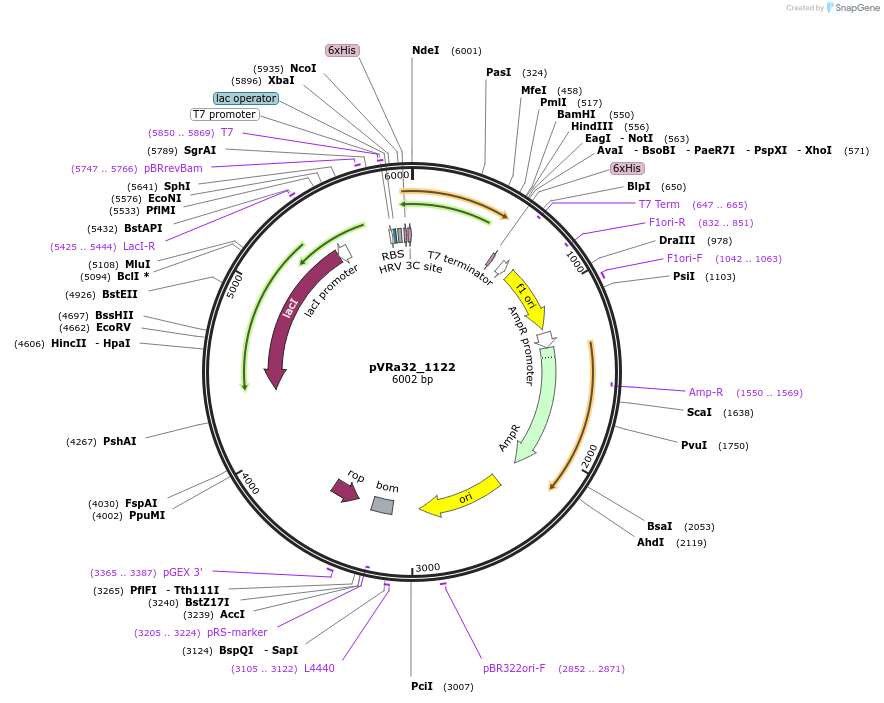 49689-plasmid-map-sequence-id-74474