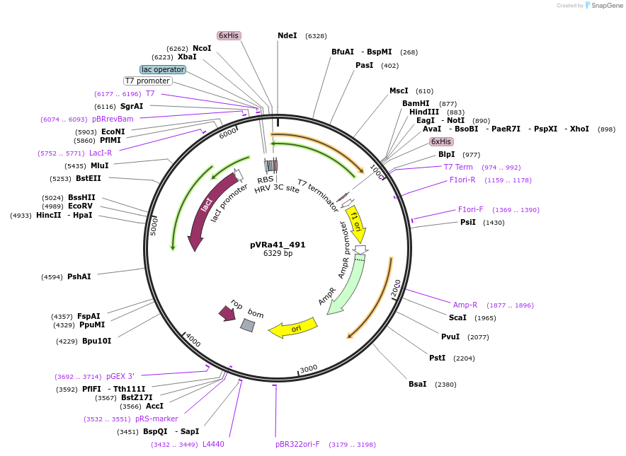 49702-plasmid-map-sequence-id-74494