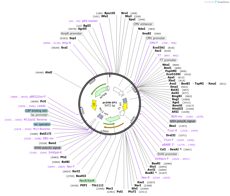 13101-plasmid-map-sequence-id-7450