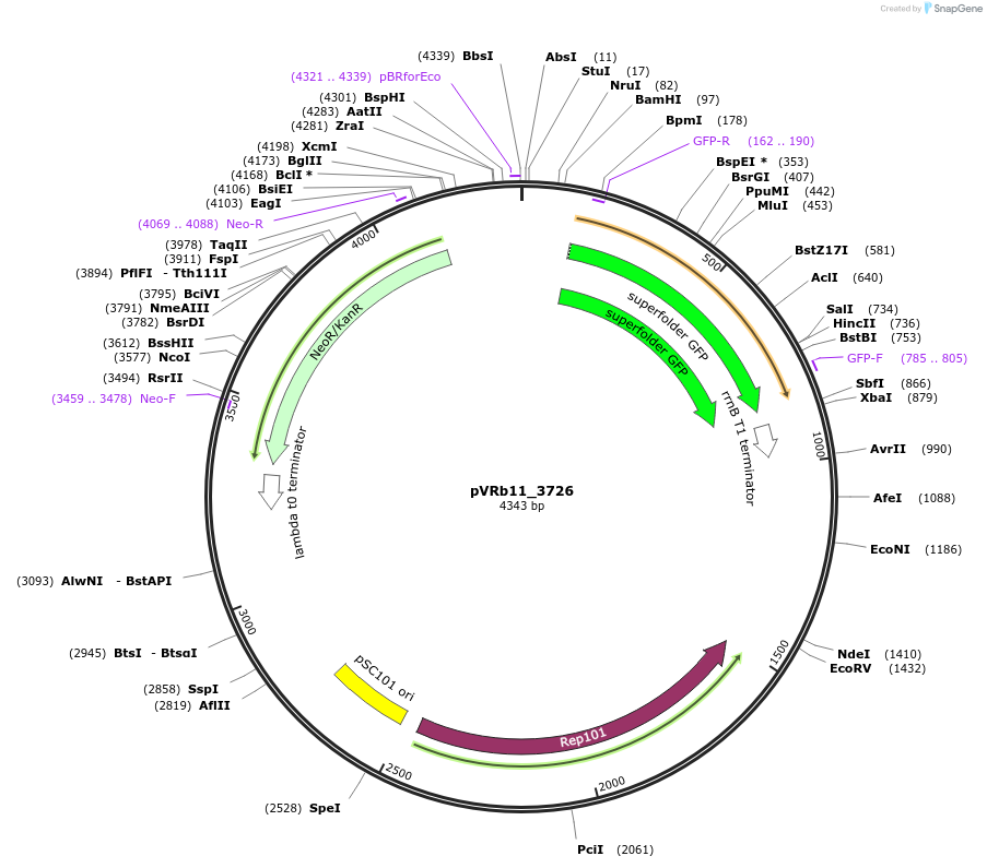 49707-plasmid-map-sequence-id-74503