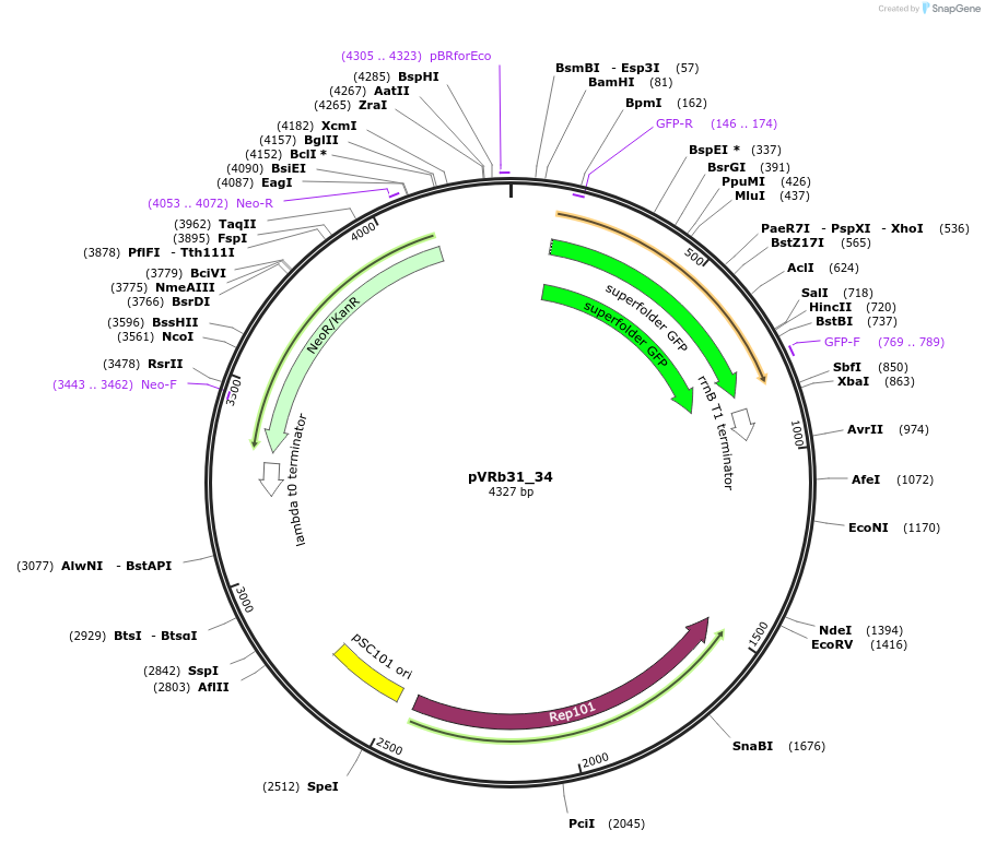 49721-plasmid-map-sequence-id-74518