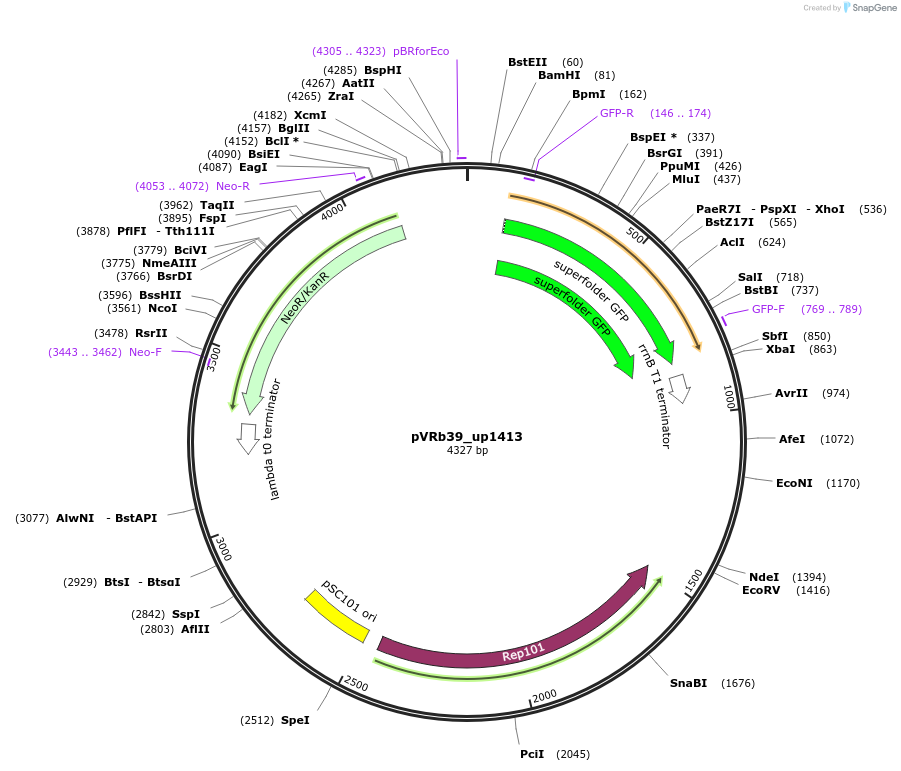 49725-plasmid-map-sequence-id-74522