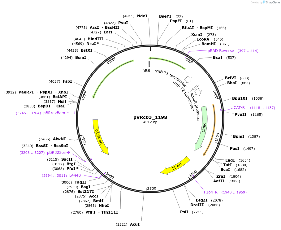 49730-plasmid-map-sequence-id-74537