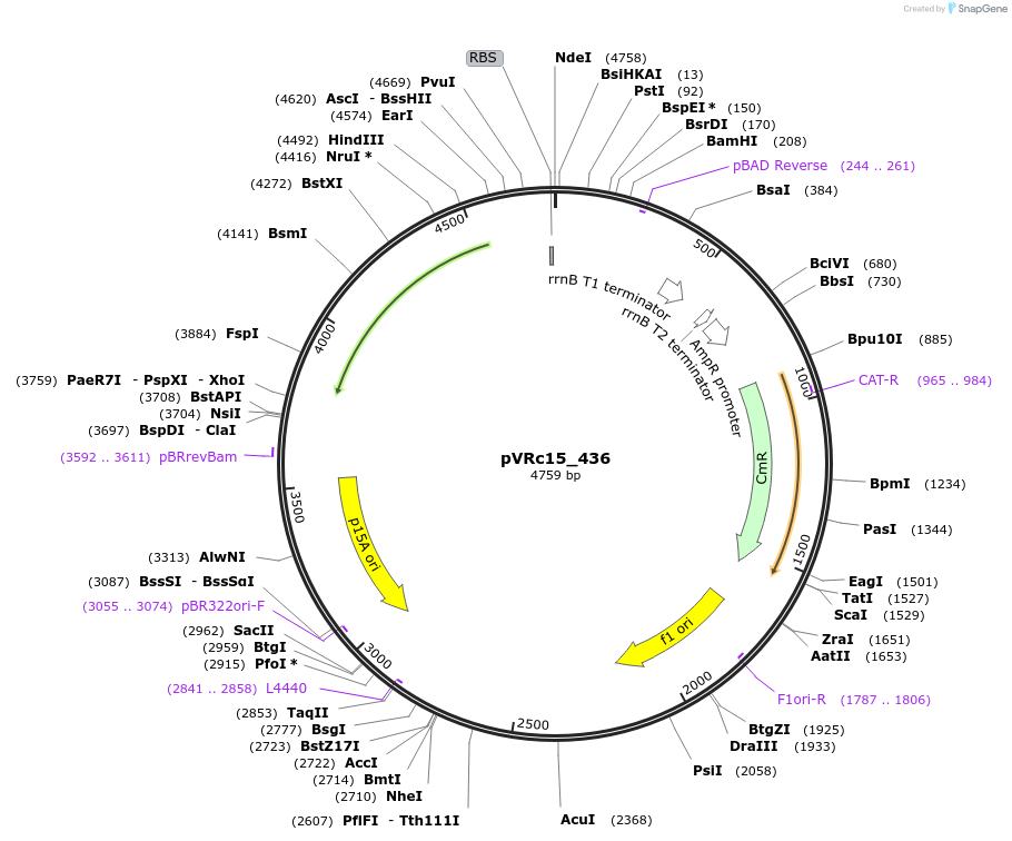 49735-plasmid-map-sequence-id-74542