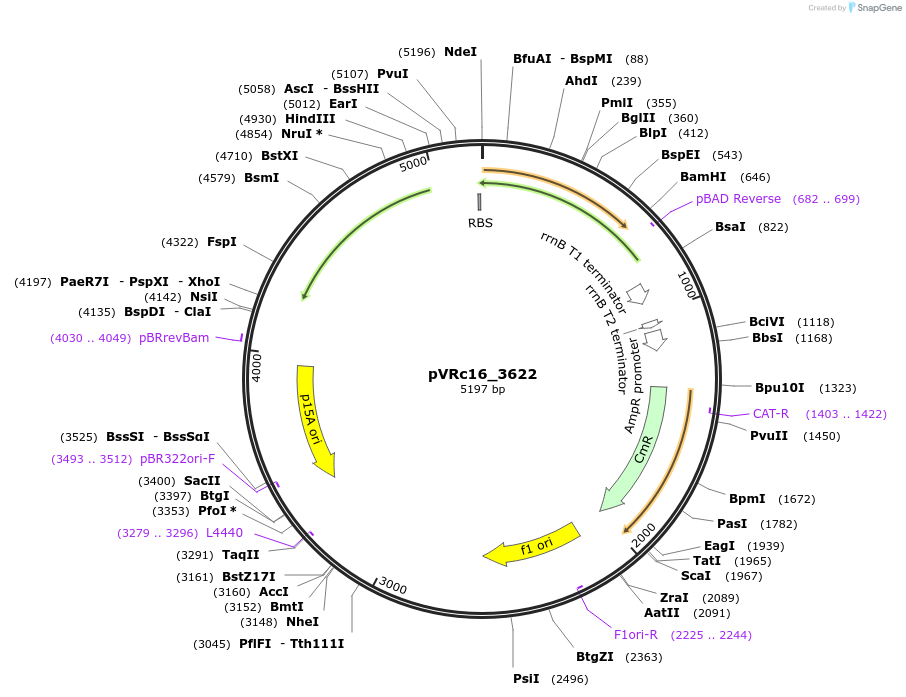 49738-plasmid-map-sequence-id-74545
