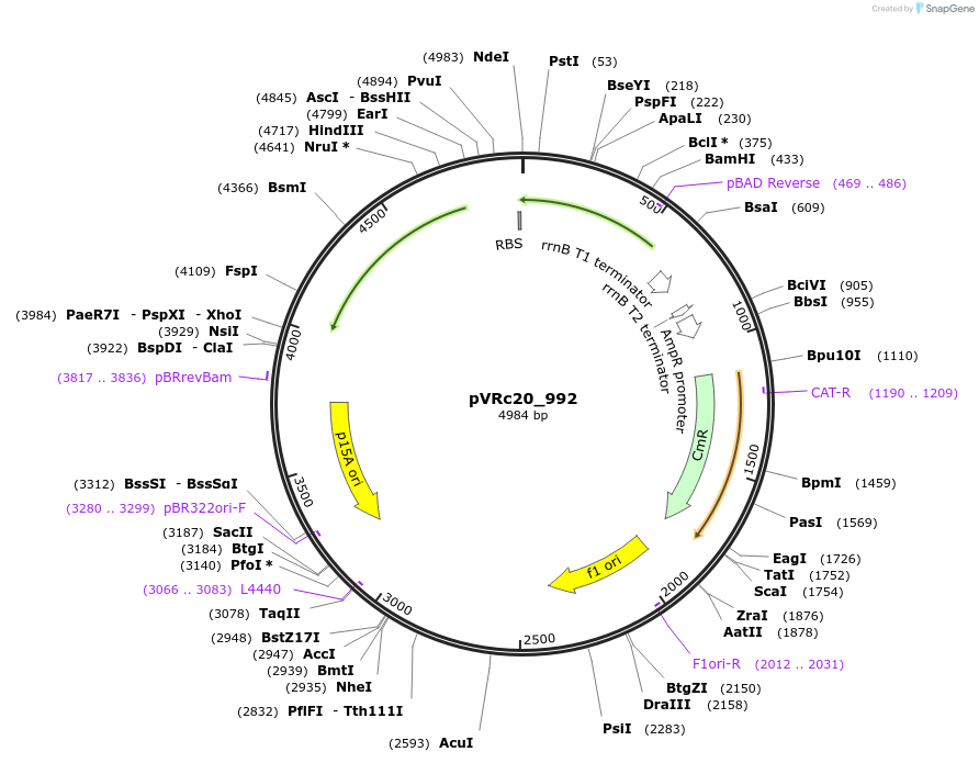 49739-plasmid-map-sequence-id-74546