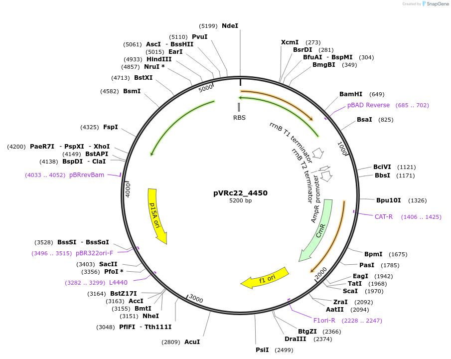 49741-plasmid-map-sequence-id-74548