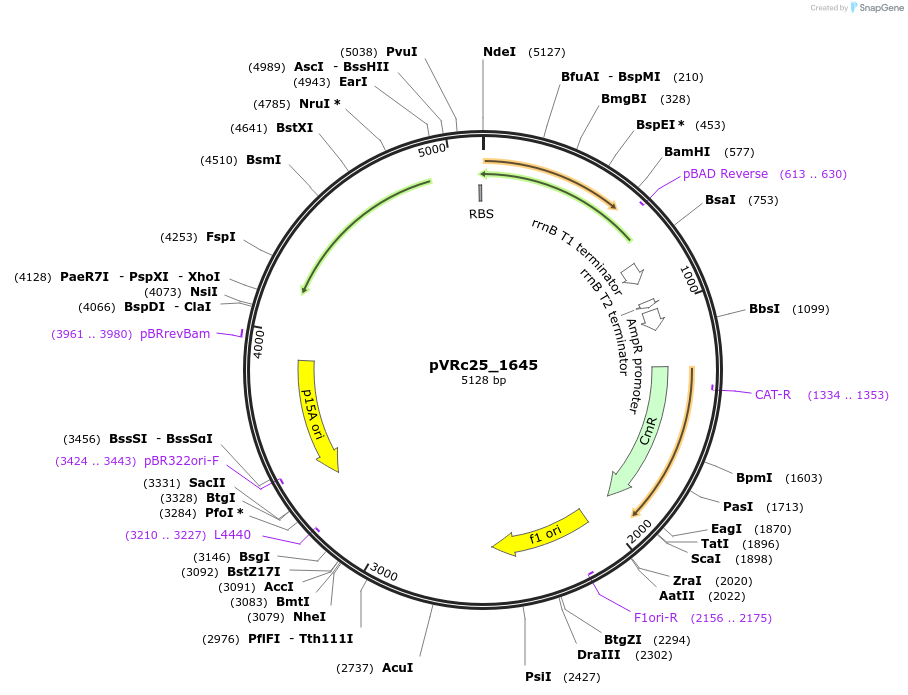 49743-plasmid-map-sequence-id-74550