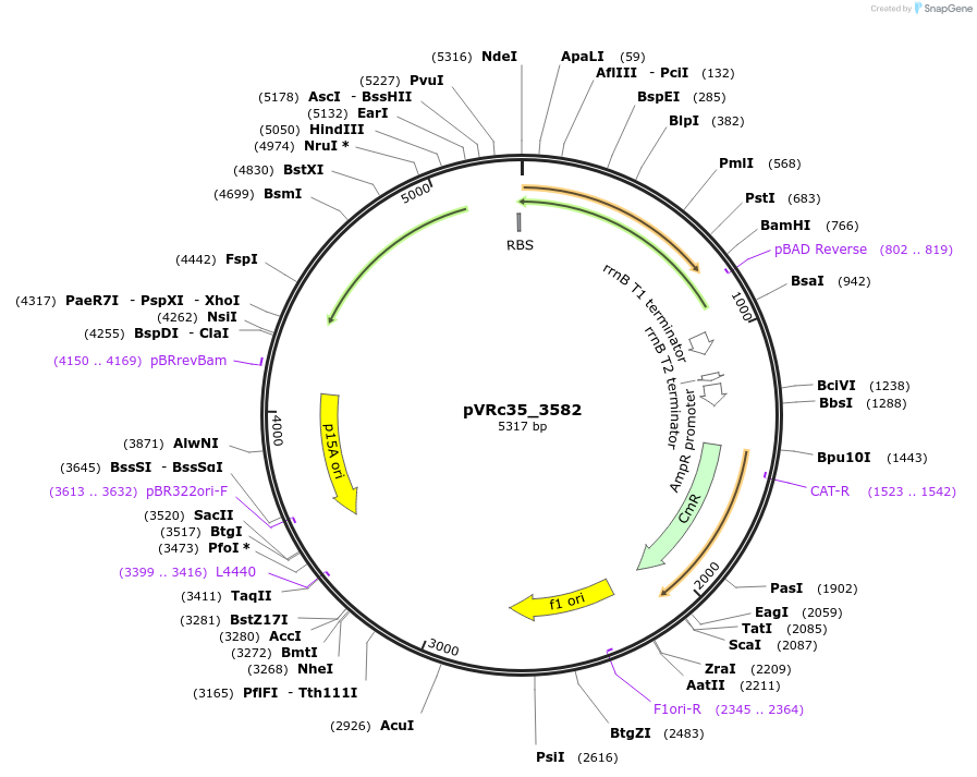 49750-plasmid-map-sequence-id-74557