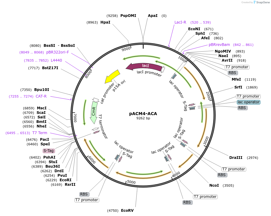 49809-plasmid-map-sequence-id-74624