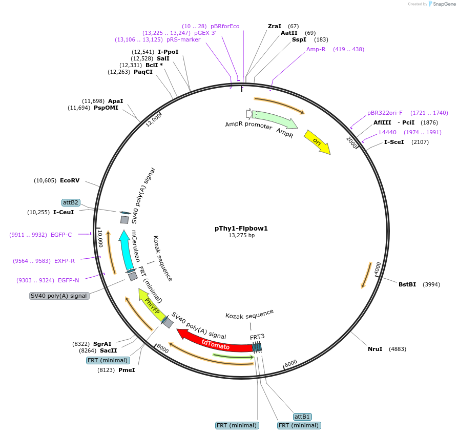 45180-plasmid-map-sequence-id-74666