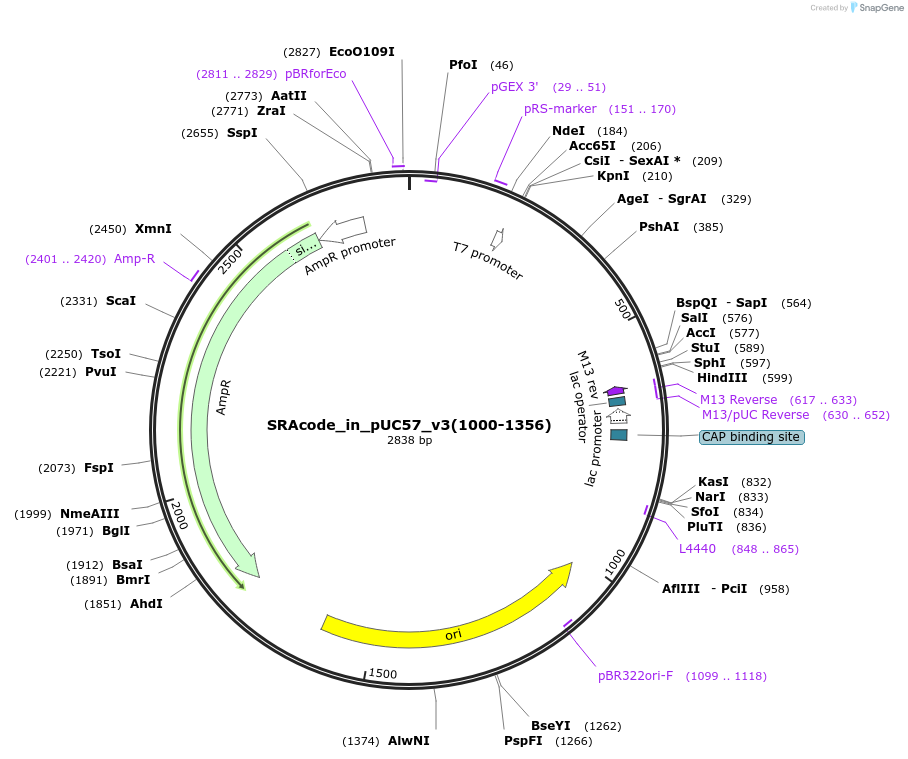 49827-plasmid-map-sequence-id-74702