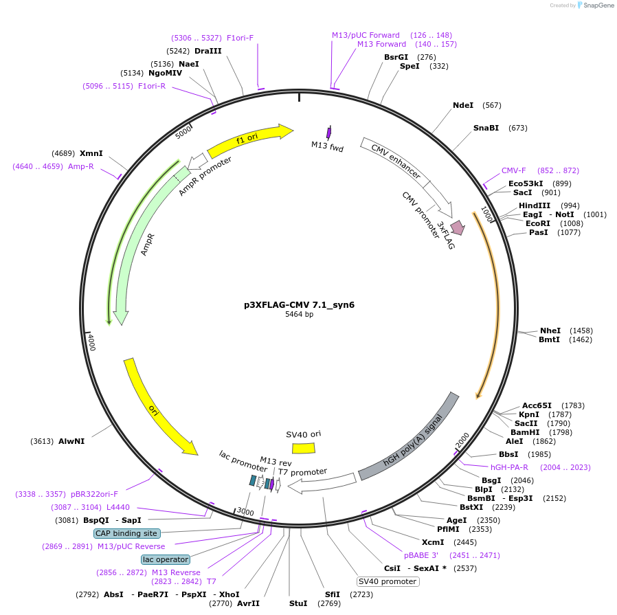 50012-plasmid-map-sequence-id-74706