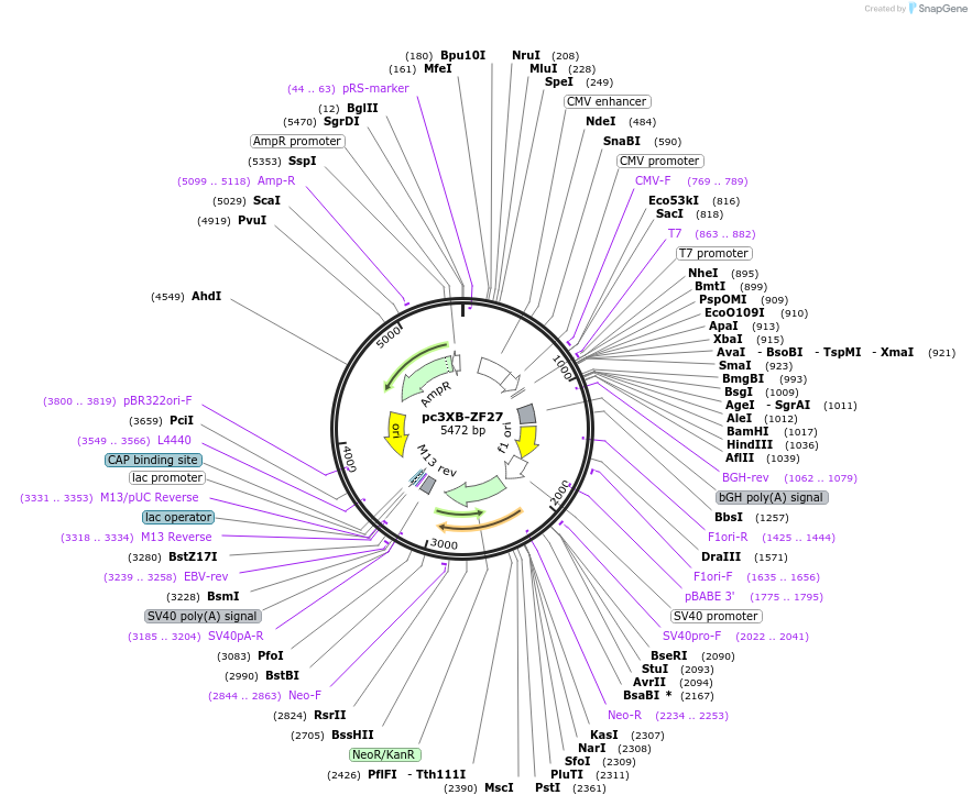 13126-plasmid-map-sequence-id-7475