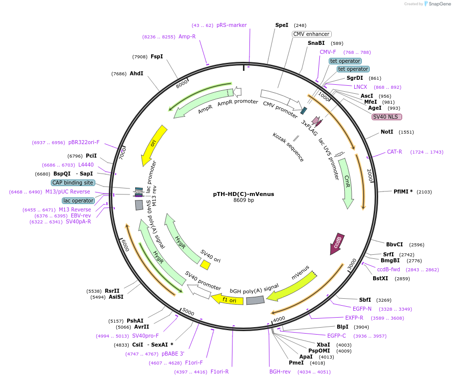 49624-plasmid-map-sequence-id-74758
